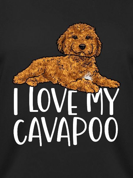Cavapoo Cavoodle Capoodle Hund