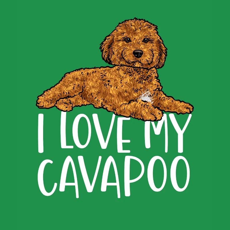 Cavapoo Cavoodle Capoodle Hund