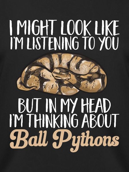 Ball Python Schlange Königspython
