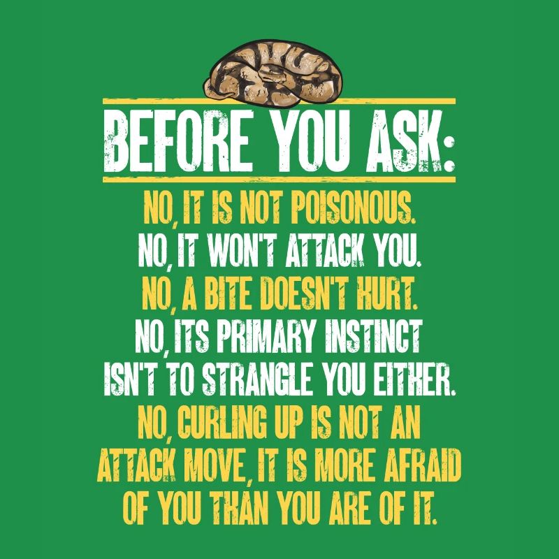 Ball Python Schlange Königspython