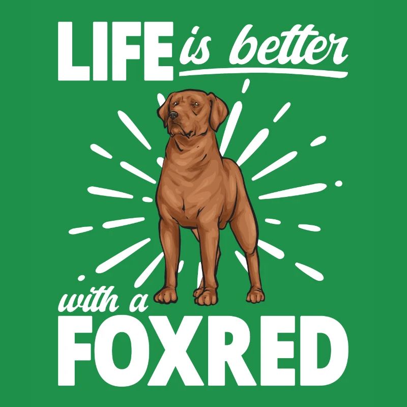 Fuchsroter Labrador Retriever Fox Red Labrador