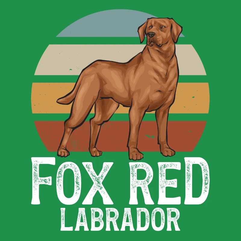 Fuchsroter Labrador Retriever Fox Red Labrador