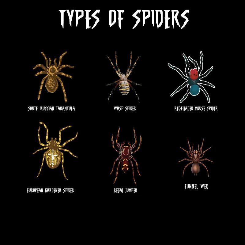 Espèces d’araignées, araignées