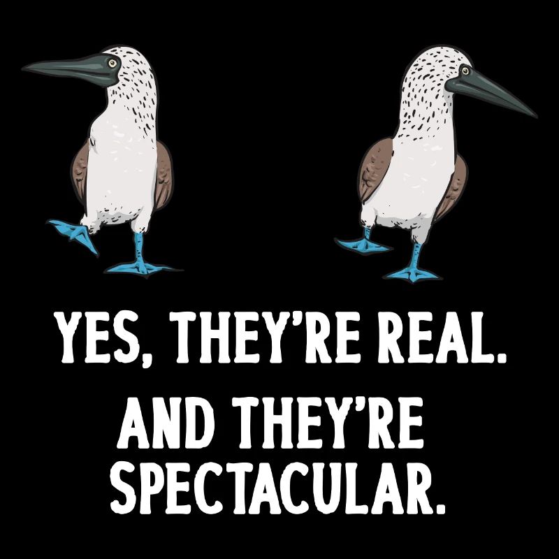 Blaufußtölpel Blue-footed Booby Seevogel