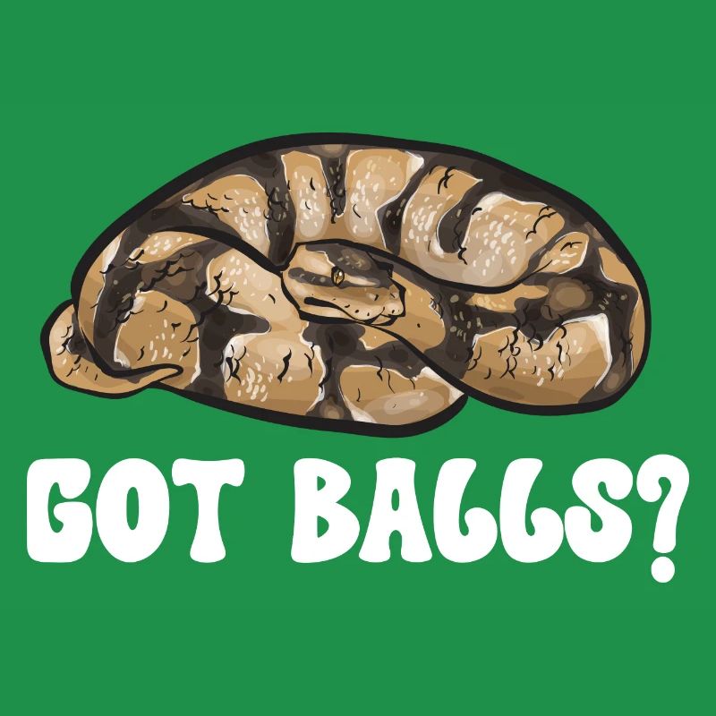 Ball Python Schlange Königspython