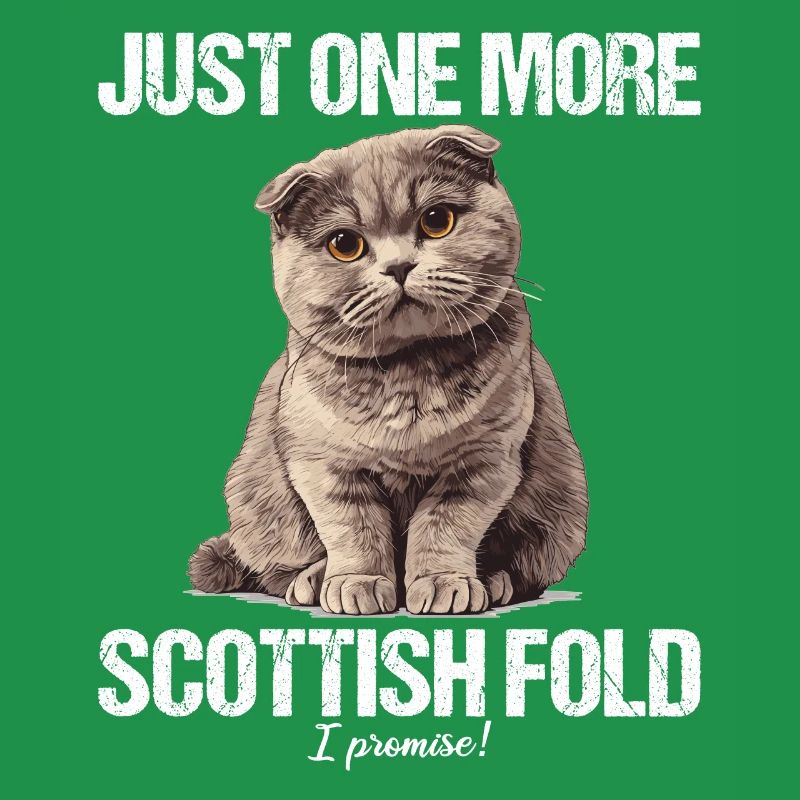 Scottish Fold Kitten Scottish Fold chat