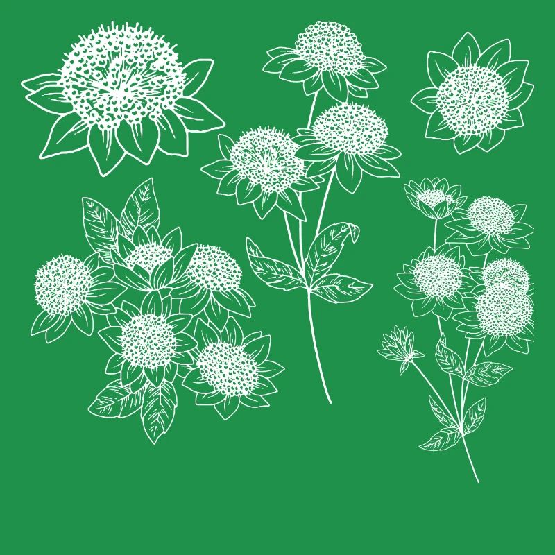 Astrantia maxima Blütengruppe