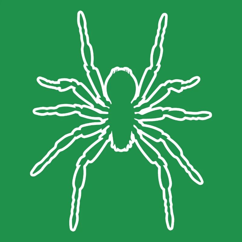 Spider spiders animals