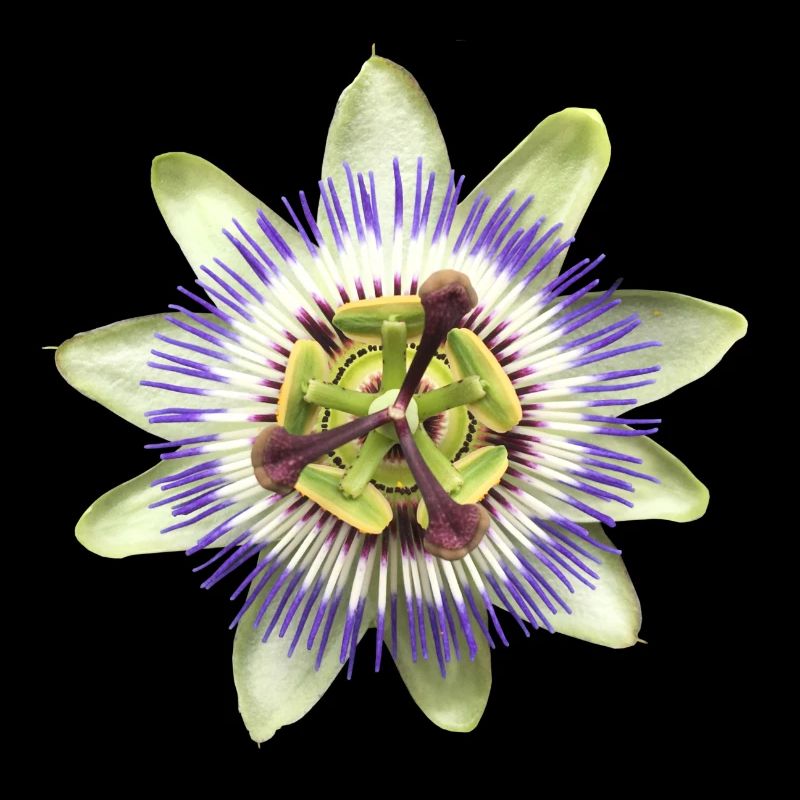 Fleur de la passion fleur plante nature