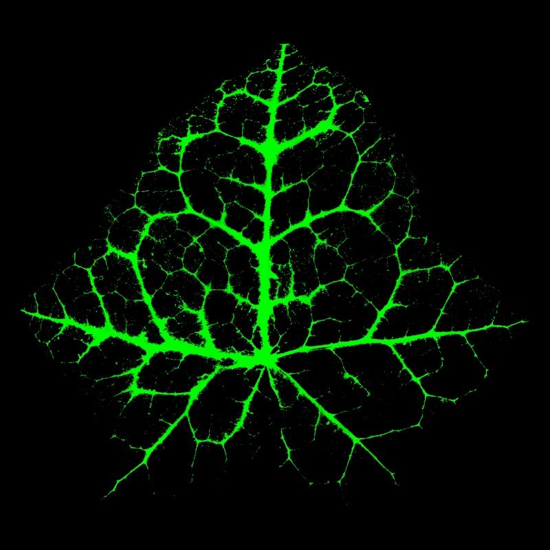 Chaotic Ivy Leaf
