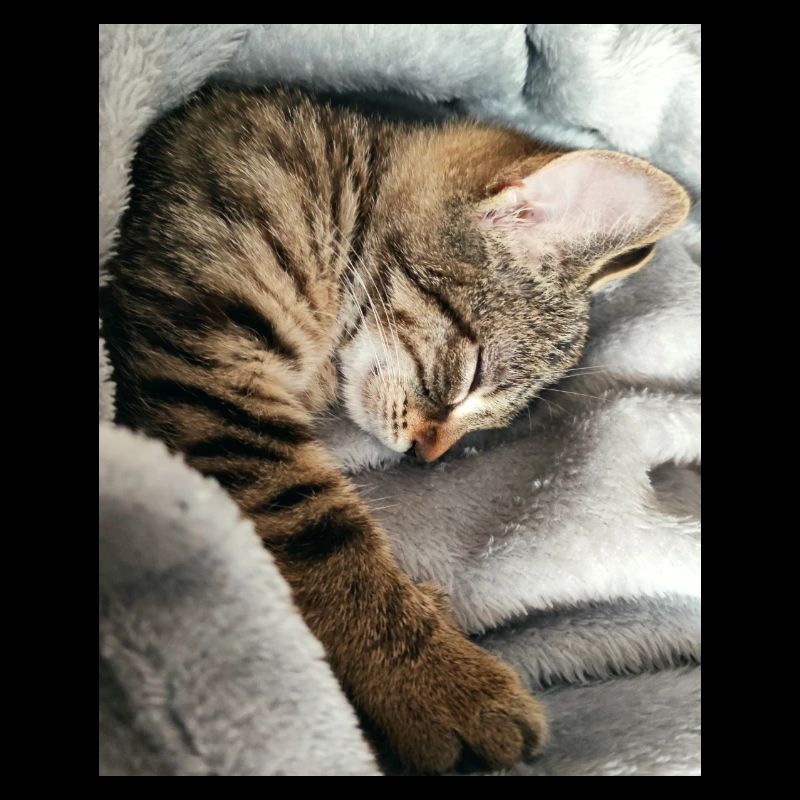 Katze