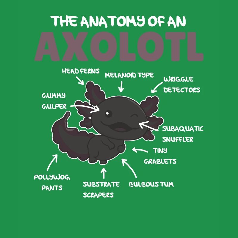 Axolotl Explication Anatomie d’un Axolotl