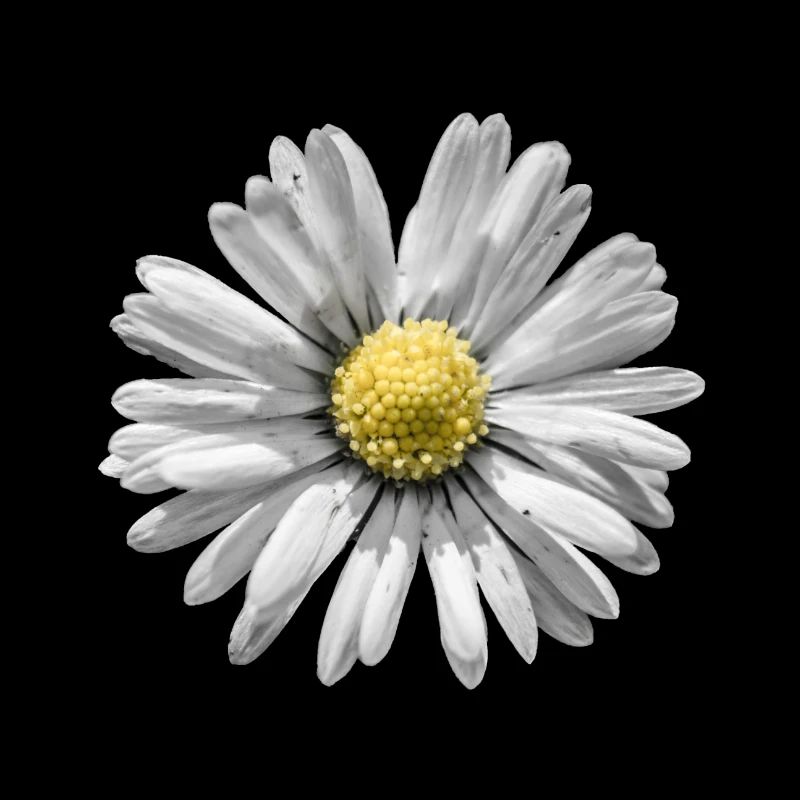 daisy
