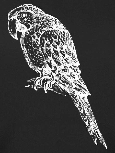 Parrot Tropical Exotic