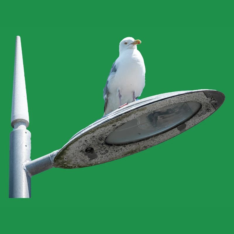 Möwe auf einer Lampe Post