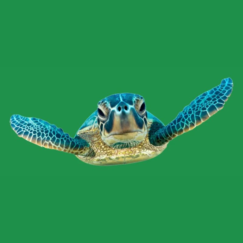turtle tortoise animals animals10