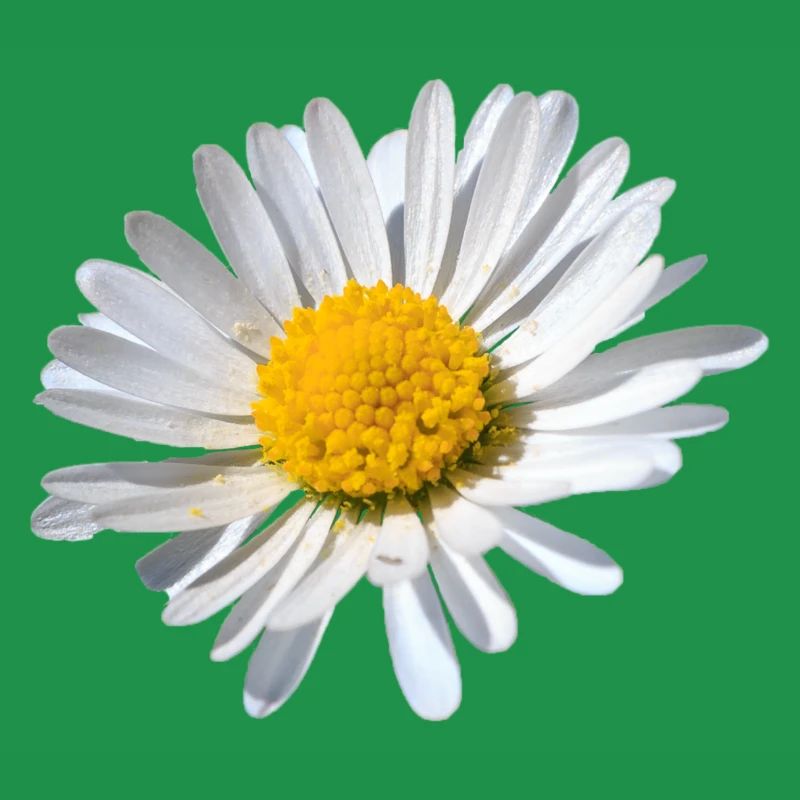 Gänseblümchen