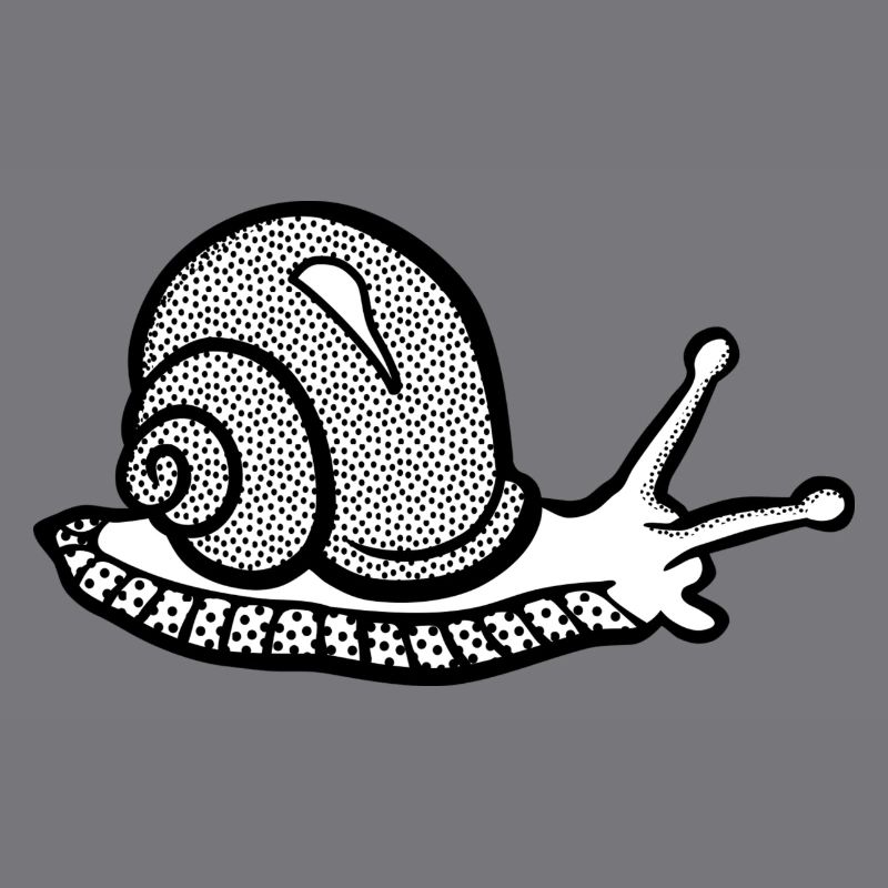 Snail black and withe