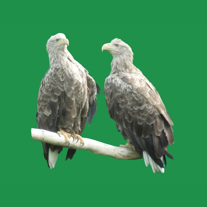 White-tailed eagle