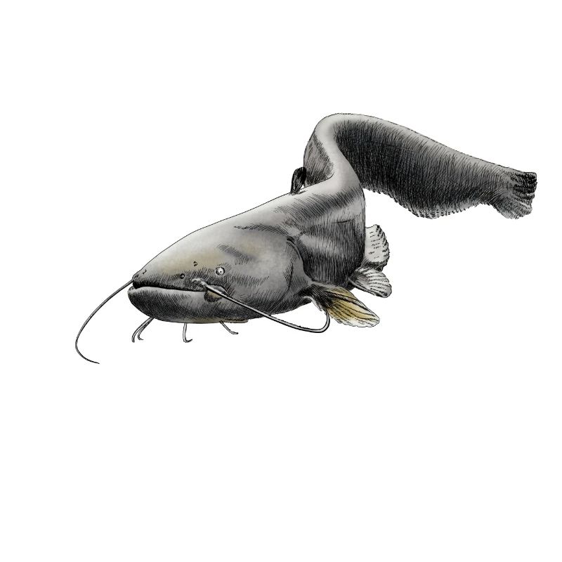 catfish