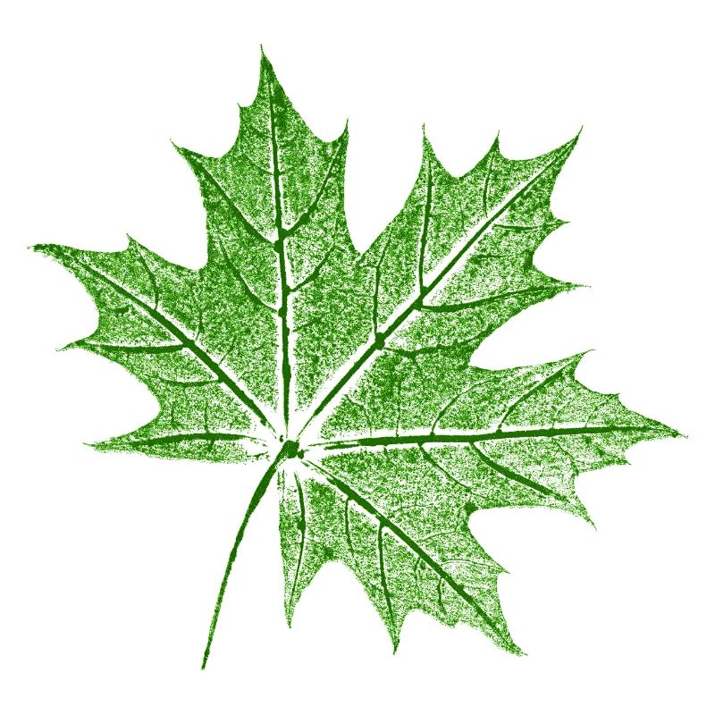 Érable feuillu / Feuille d’érable