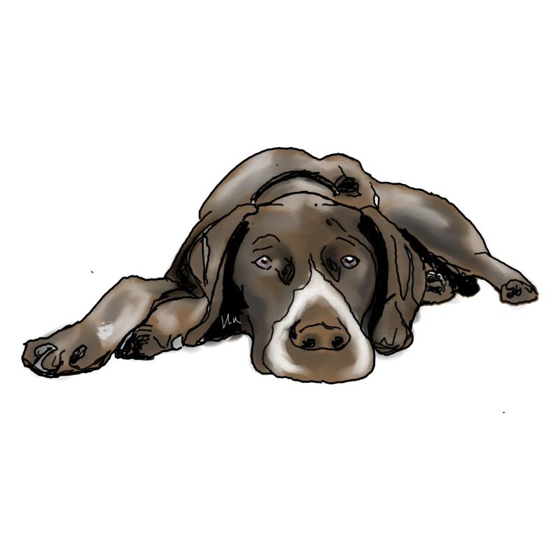 Pointer German Shorthair