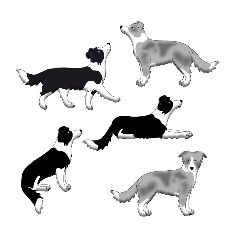 Sélection de Border Collie