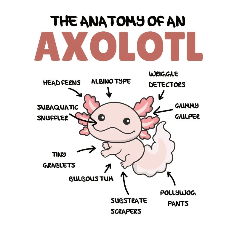 Axolotl Explication Anatomie d’un Axolotl