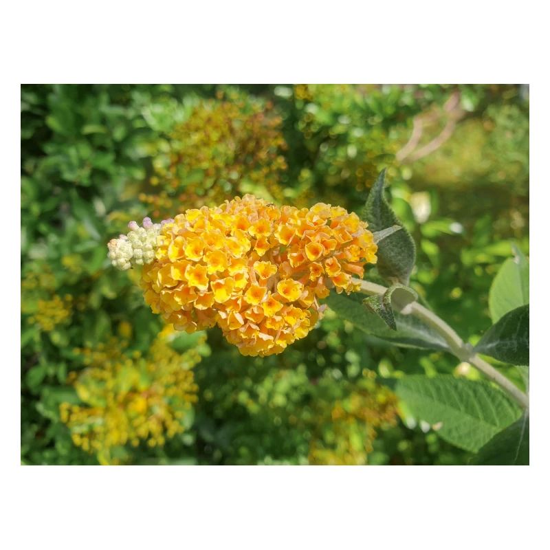Buddleia, Schmetterlingsstrauch oder Sommerflieder 'Sungold'