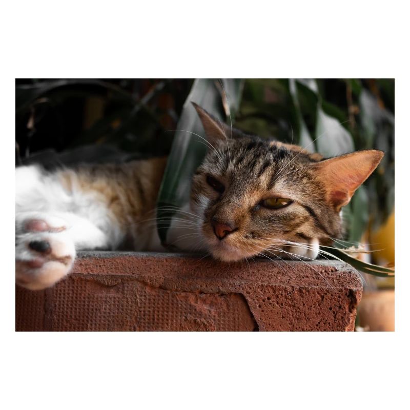 Die Katze