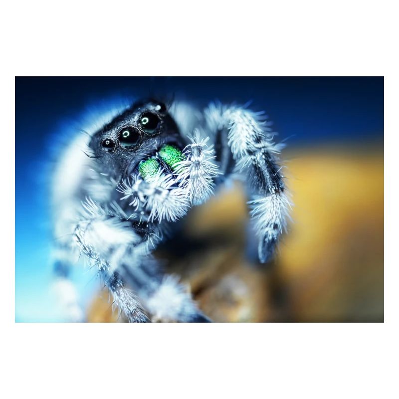 Springspinne, Phidippus regius,jumping spider