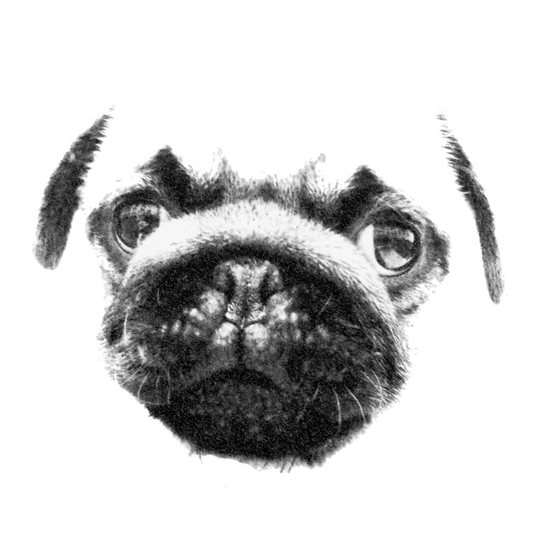 Chiot carlin