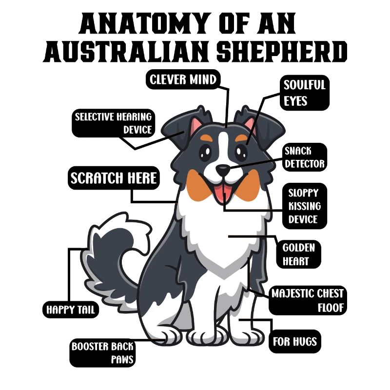 Australian Shepherd Aussie Dad Aussie Mom