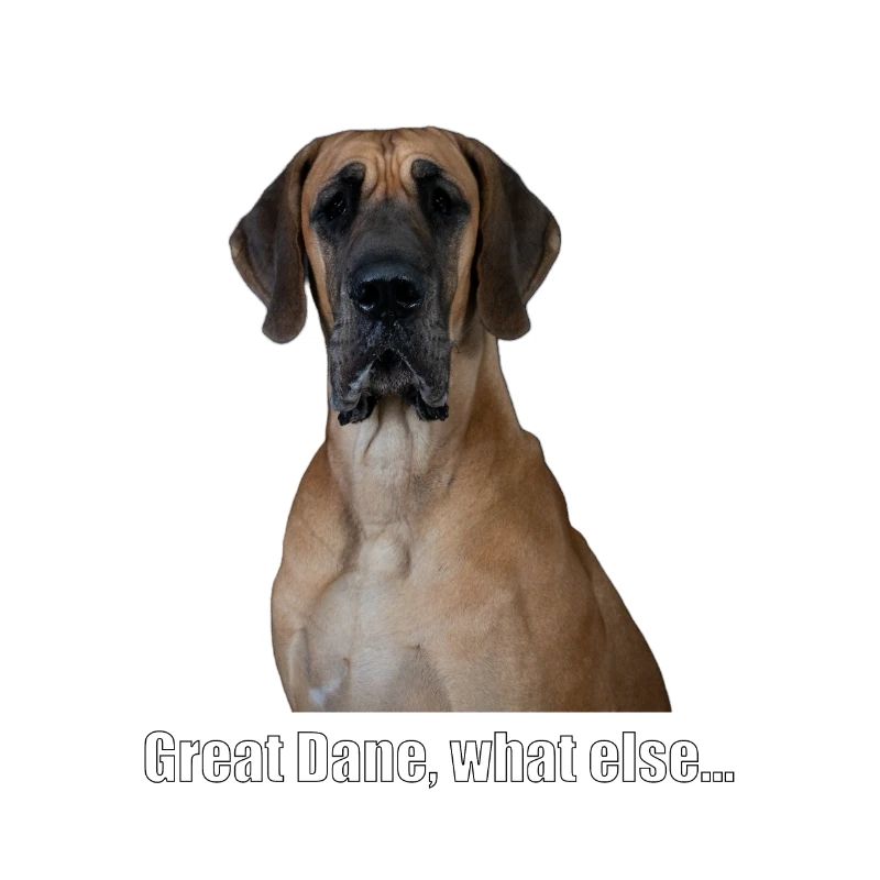 Great Dane, what else...