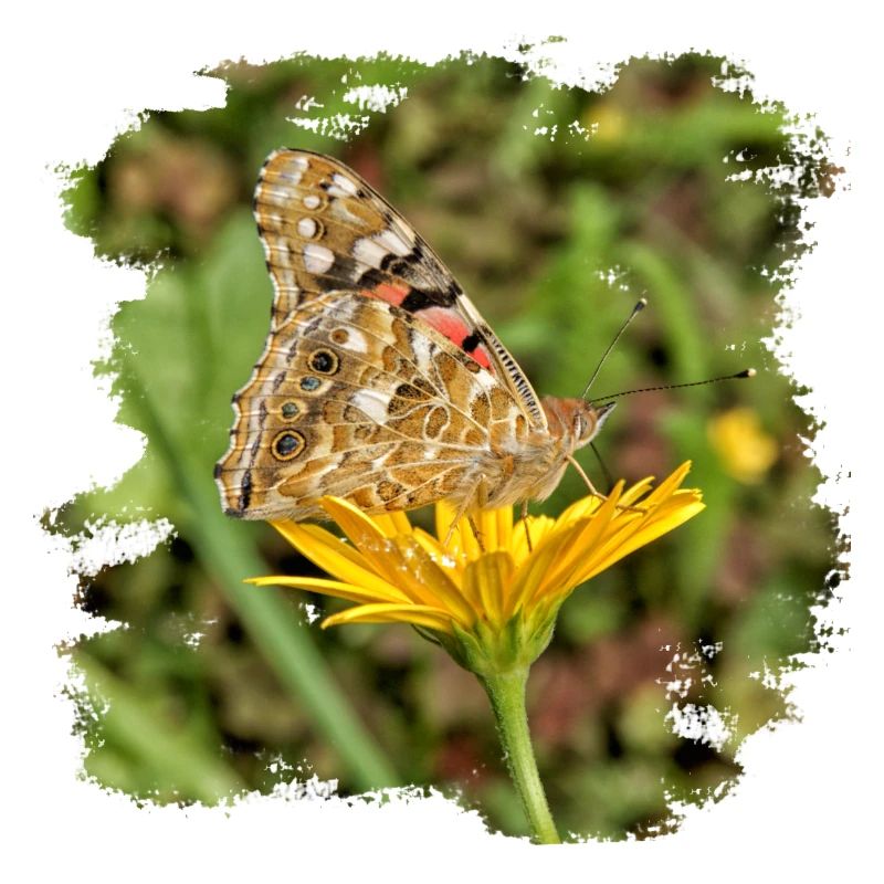 The butterfly is a migratory butterfly
