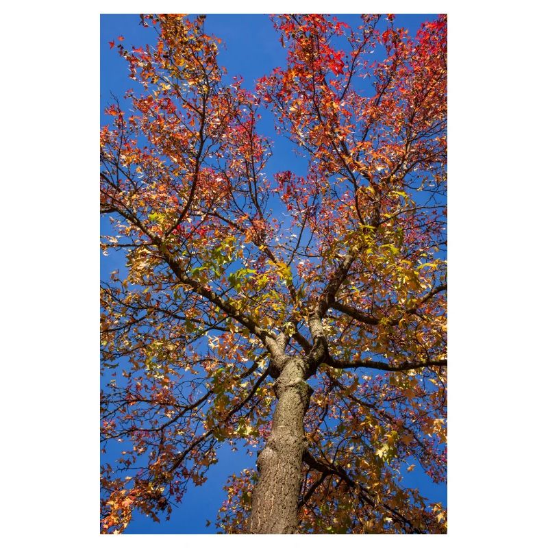 Maple