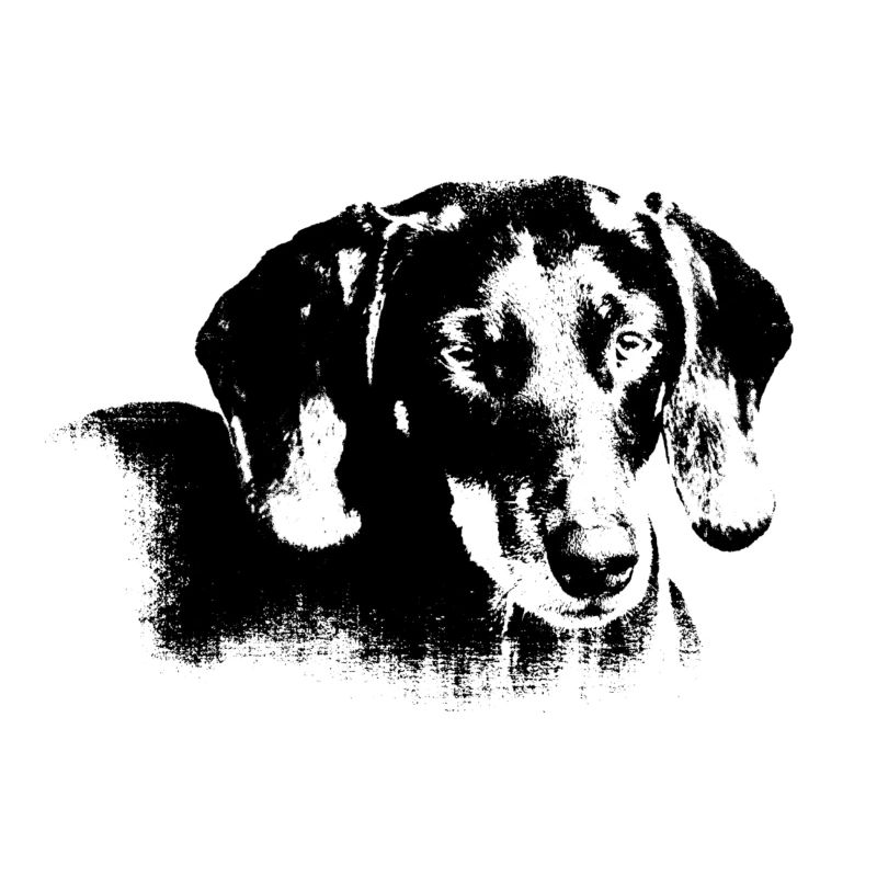 Dachshund head