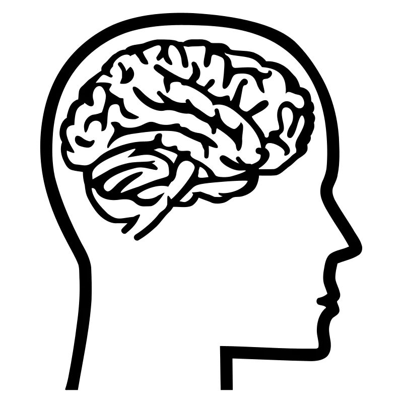 Brain