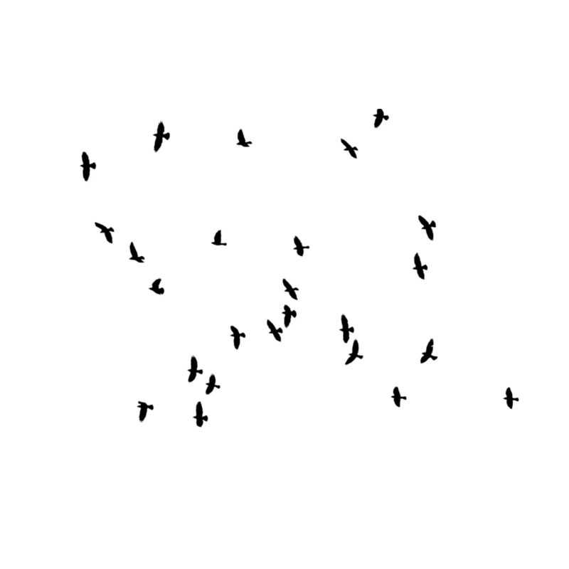 Flying birds