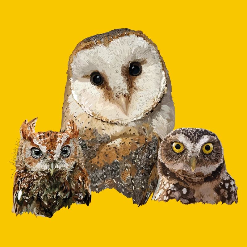Scops Eule, kleine Eule und Eule