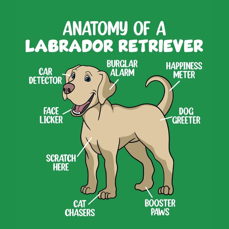 Anatomie eines Labrador Retrievers
