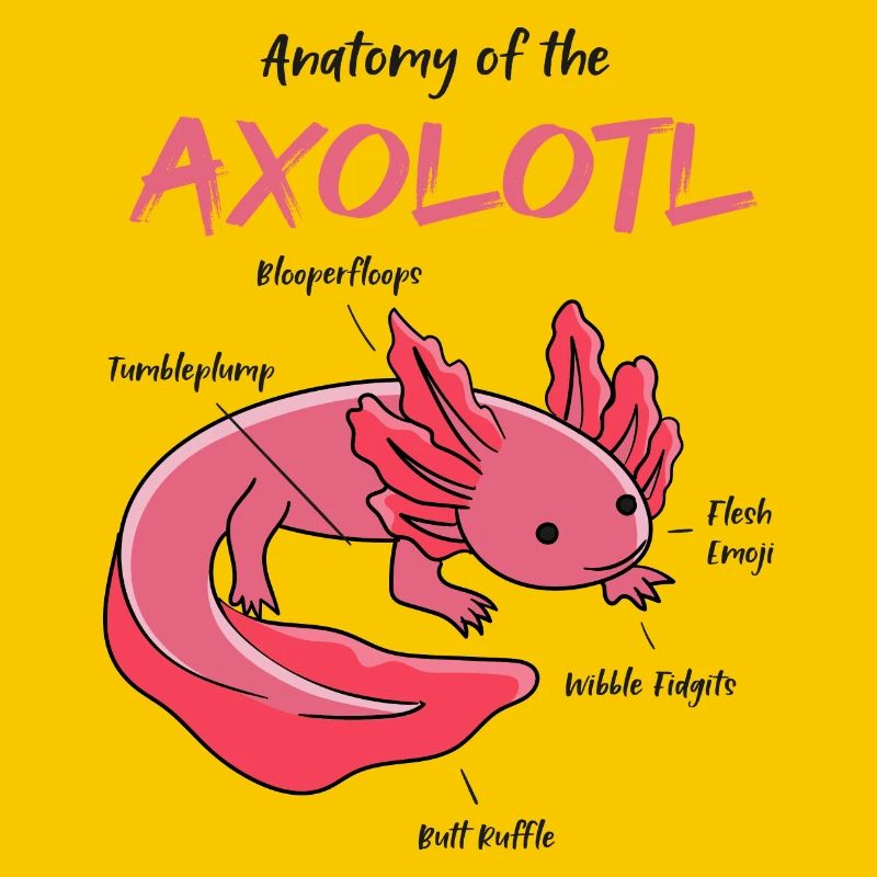Anatomie de l'axolotl