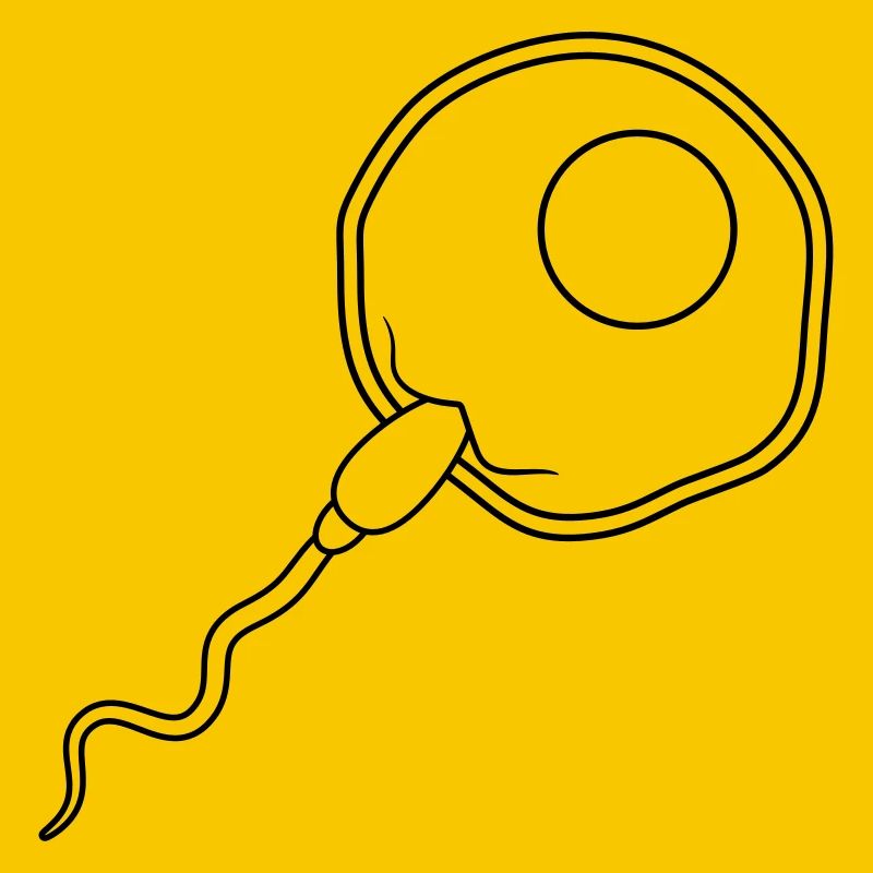 fertilization egg insemination egg sperm sperm