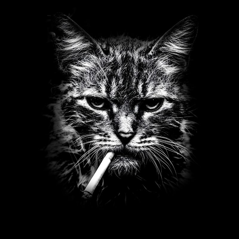 Smoking, cigarette, cat smoking a cigarette