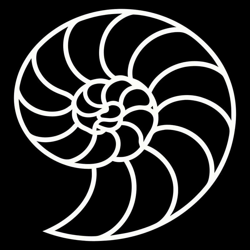 Spirale Nautile Blanche