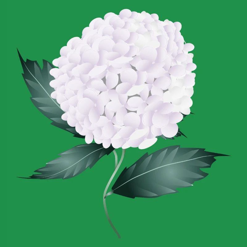 White hydrangea blossom – elegance and lightness