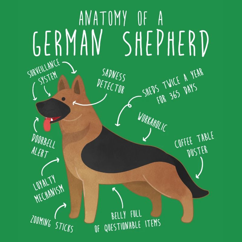 Anatomie des Deutschen Schäferhundes