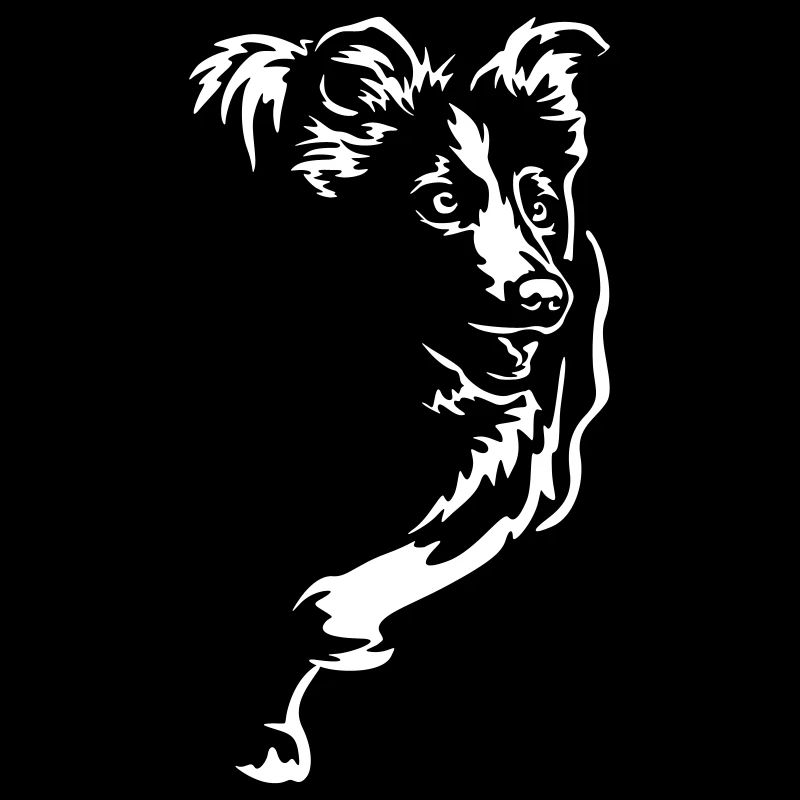 Border Collie "Black Edition"