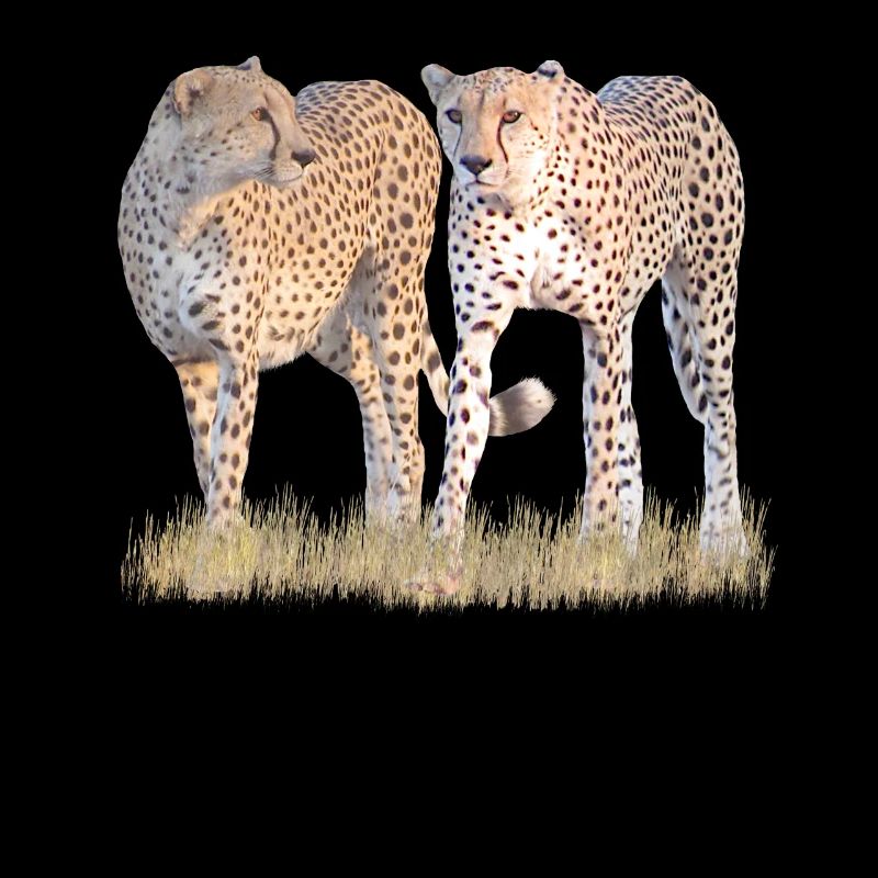 2 guépards - guépard - gros chat - chat - Afrique