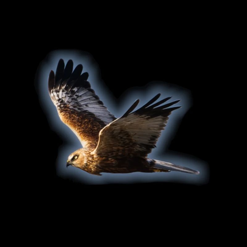 Harrier Marsh